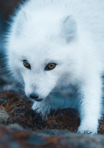 tumblr_1ab07a9bec7595842ee083801ca344ee_c6ffad65_540