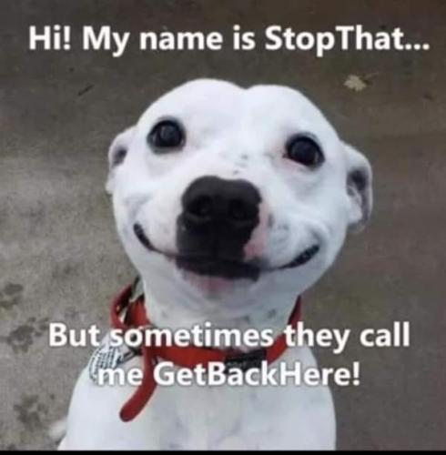 dog name