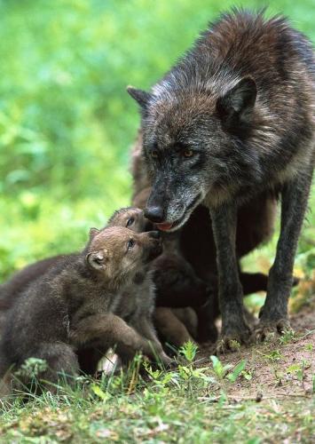 bf175c67fb9c6cdc72ccd37651344e7d