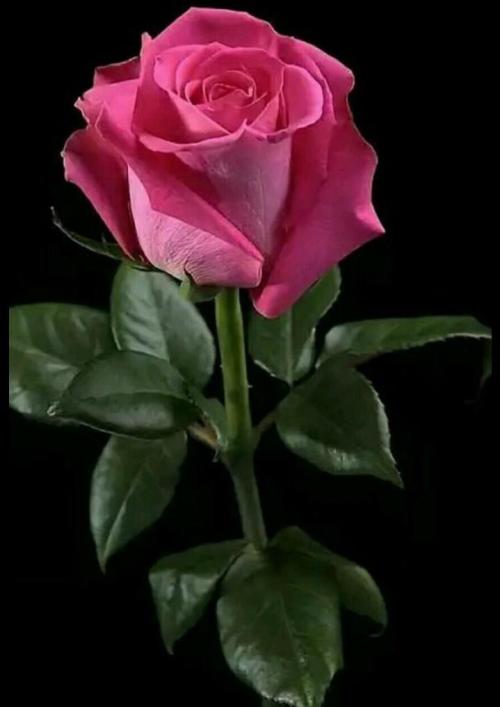 a571a08a-9617-4288-a499-7793d0664423