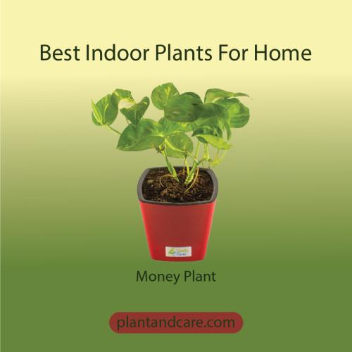 Money Plant