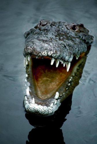 13680616_10205059386924516_6026178468672776912_n