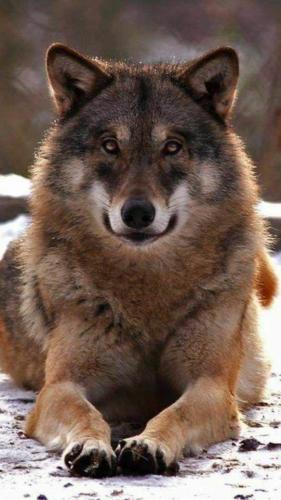 tumblr_3191888ecc2f1b1f53b2f77075c51af8_3fa3d721_640