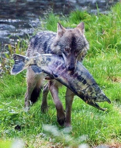 tumblr_7e068ae7002534562671bc8297427ab6_26fa5a2e_640