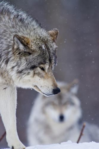 tumblr_d40a54880b012094ea76d37b4b80a4e3_4a6542bf_540