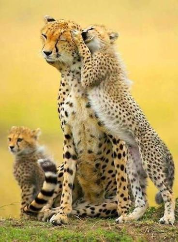 tumblr_f737472e744d30d74588892e8d47d350_fc702683_500