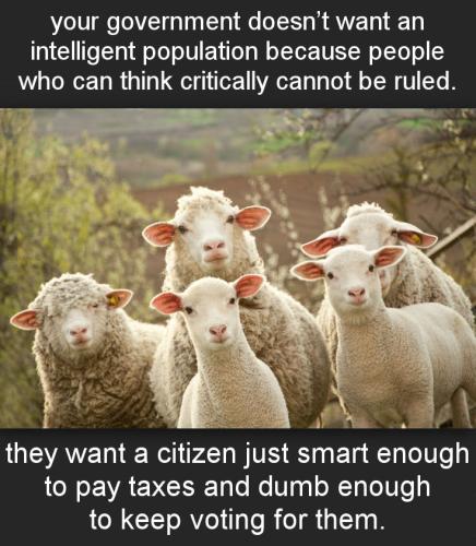 sheeple52