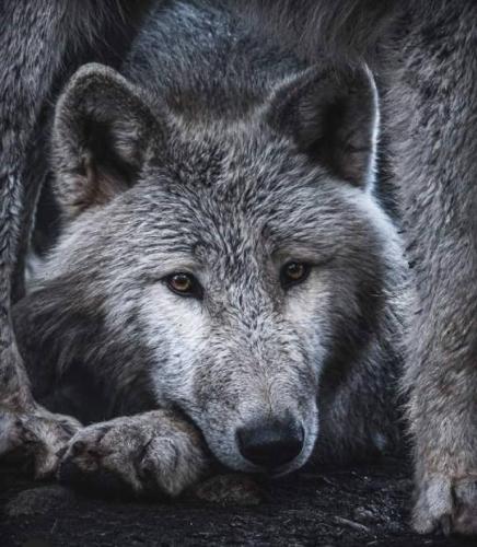 tumblr_7065b9a58291b773f07ca51293428dcd_5d37c1c3_540