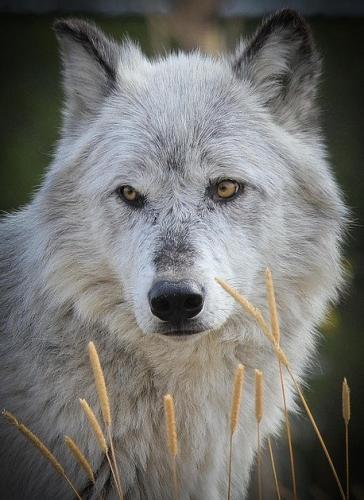 tumblr_f7feee4e69319c9925b671966c4c75db_250a2b03_500