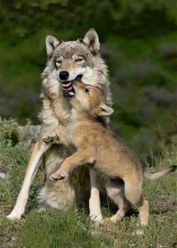 tumblr_5be320f11e22472d77596ff37a1c6fad_783f3dc4_500