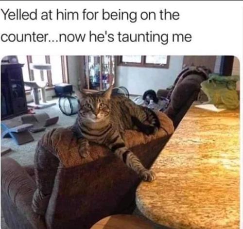 cat_counter_taunt