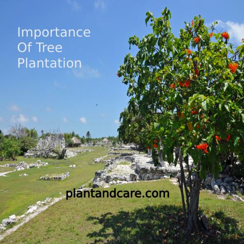 Importance Of Plantation