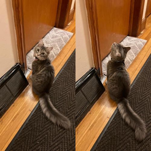 Let me in. LET ME IIIIIIIINNNNNNNN!!!!