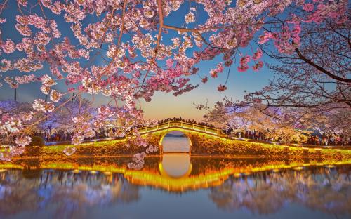 Cherry Blossoms at Lake Tai at Wuxi, China
