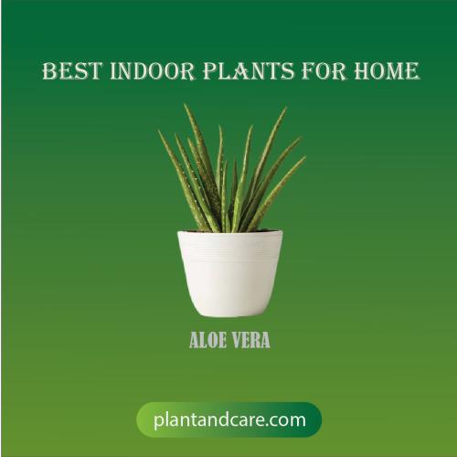 Best Indoor Plants for Home