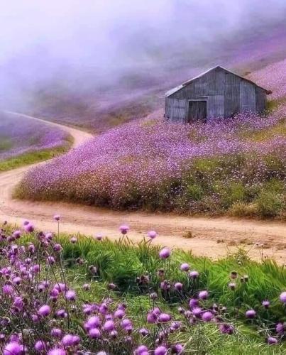 Small hut in flower covered hills