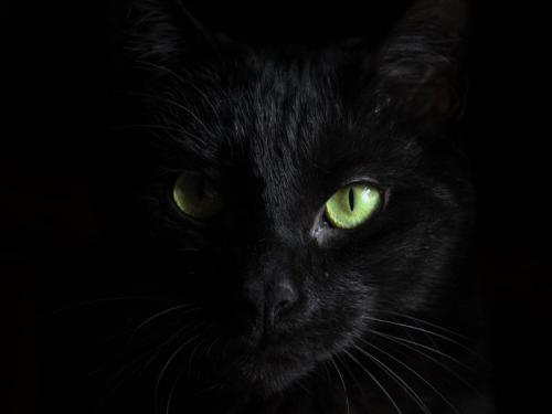 black cat