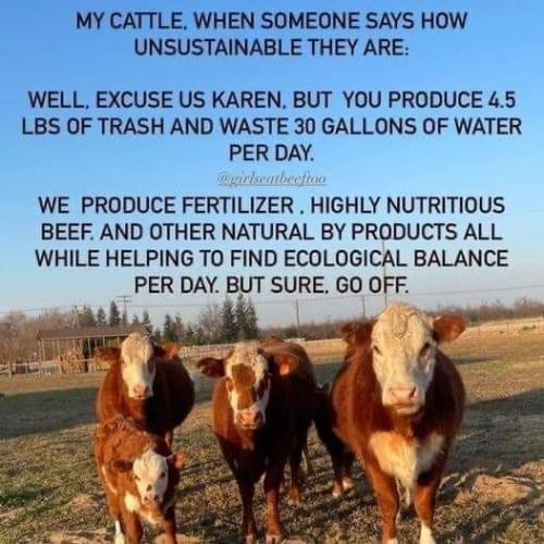 cows unsustainable