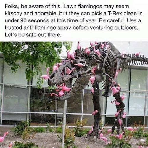 killer flamingos