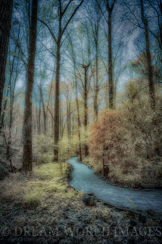 Blue path thru Yellow Forest