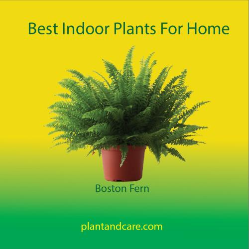 Boston Fern