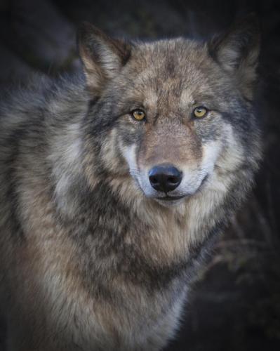 tumblr_615178cfd546b618ba71dcc1e2653d49_44e11bc1_540