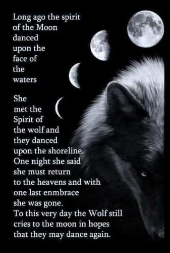 wolf and moon