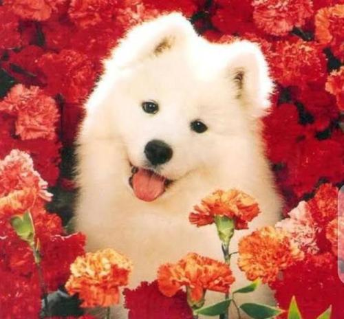 e3af2716-fb3d-415e-8a0d-e8d41585d974