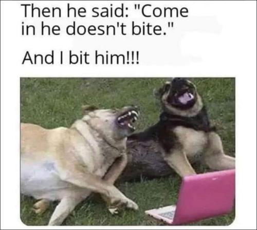 dogs22