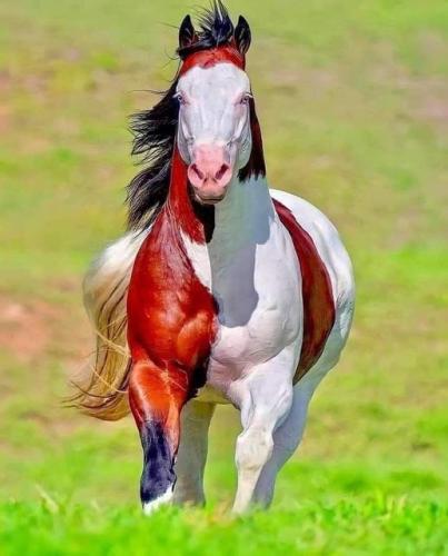 superb horse