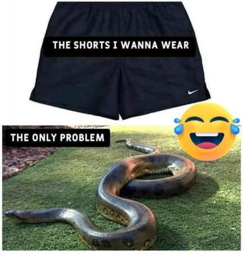 penis shorts