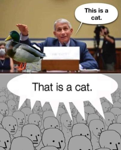 fauci-cat
