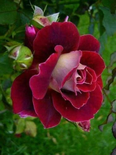 12:51:50 GMT-0500 (CDT)