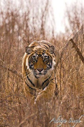 13599786_10204929221990474_1651313619615261194_n