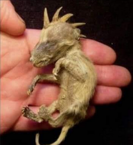 Screen Shot 2021-07-27 at 12.50.56 PM