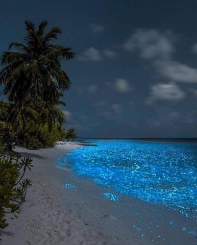 Bioluminescent Beach at dusk