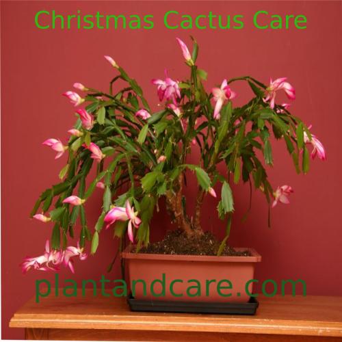 Christmas Cactus Care