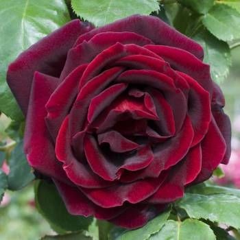 20:54:54 GMT-0500 (CDT)