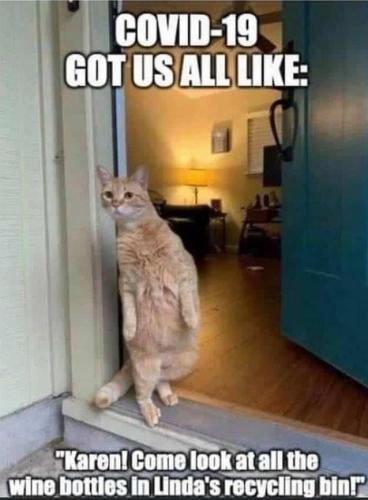wine-cat-funny-covid19-1