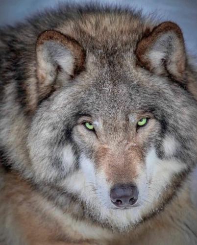 tumblr_94240651fb741a11f74c109171e3afd6_264af64a_540