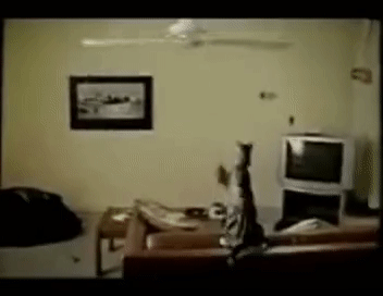 why_cats_have_9_lives