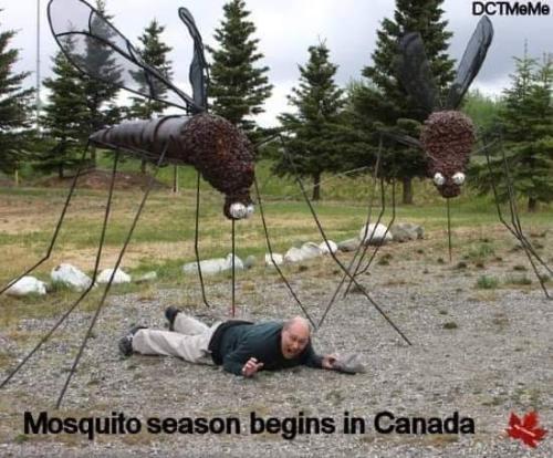 mosquito season