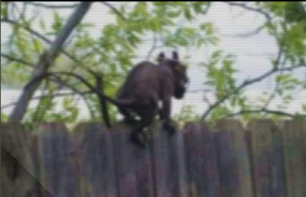 Screen Shot 2021-07-27 at 12.52.29 PM