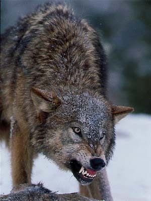 175958b0d92bdb982f7b7b9473725013