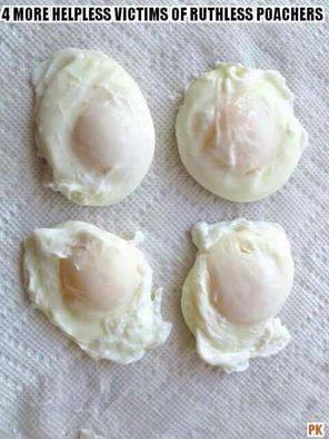 13102745_1116449265045283_7951176119353673258_n