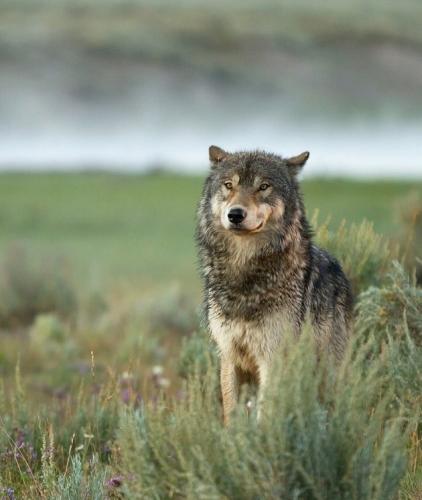 tumblr_49264fe9e8b3f3a307426bf3a5e9a74b_3474b53c_640