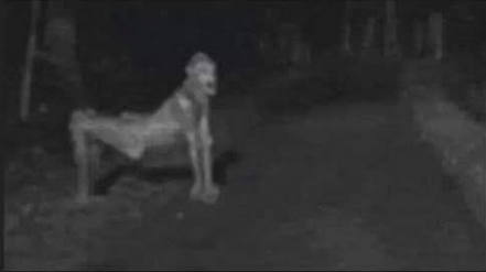 Screen Shot 2021-07-27 at 12.52.38 PM