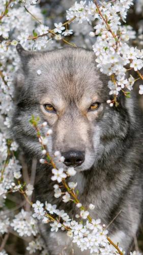 tumblr_d3d2e828c3c1c67c1b23c1cb8377e528_c1dbc09f_640