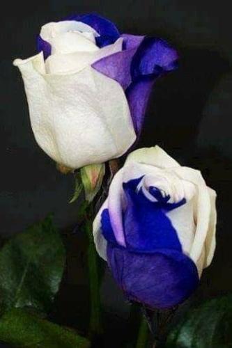 09:35:08 GMT-0500 (CDT)