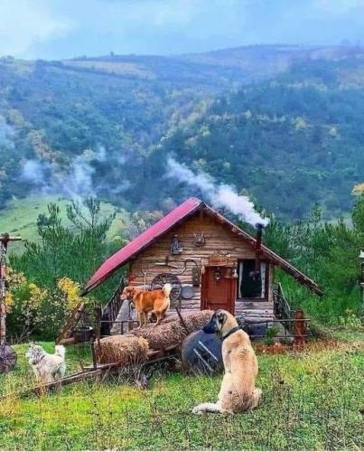 1CC594AA-587A-445E-ADE8-54DC352446F9